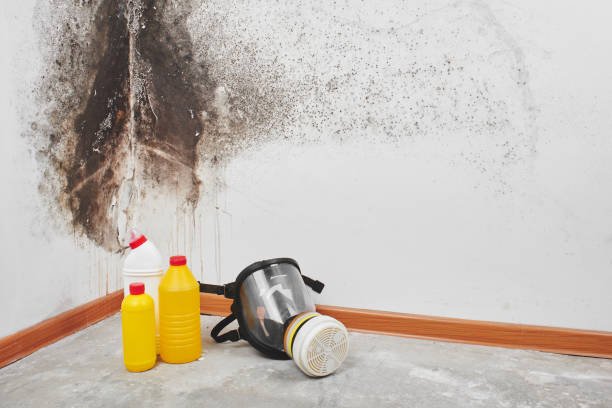 Professional Mold Removal in Burlington, KS