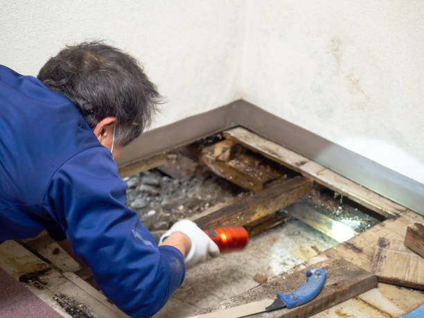 Best Mold Remediation  in Burlington, KS