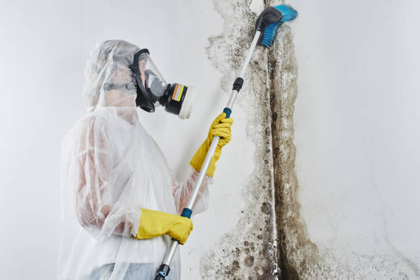 Best Commercial Mold Removal  in Burlington, KS