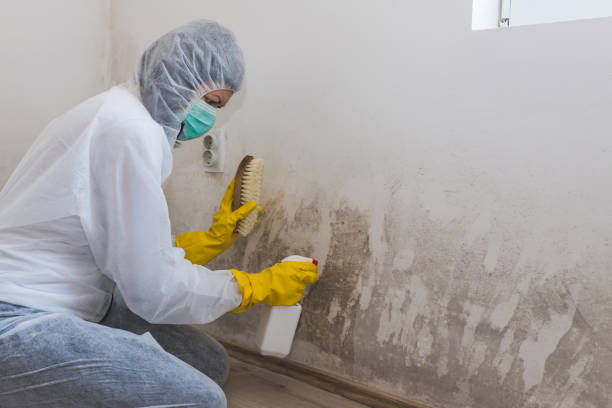 Best Black Mold Removal  in Burlington, KS