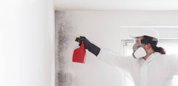 Best Same-Day Mold Removal  in Burlington, KS