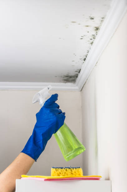 Best Attic Mold Removal  in Burlington, KS